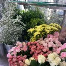 꽃을든남자 | 포항꽃집 포항 남구꽃집, 꽃을든남자 포항꽃배달 포항꽃바구니