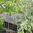 다로산 스파펜션 이미지