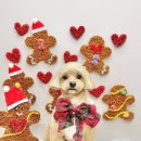 애견미용실 몽 | 안양동애견미용 고민 끝에 선택한 <쁘띠아몽 애견미용실> 후기