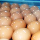 탈모에 좋은 계란 하루 몇개 먹어야? 이미지