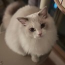 캐터리 | 알렉산더돌스 랙돌캐터리 후기😻