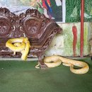 사철농장 | 보홀 육상투어 시간 반딧불 투어 위치 보홀 자유 여행 패키지