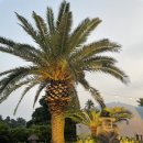 제주야자수정원수영장 올레돔 감성독채숙소 이미지