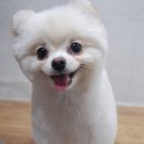블링펫샾 이미지