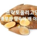 야콘 효능 야콘 칼로리 먹는법 이미지