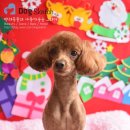 뽀미 애견 미용샵 이미지