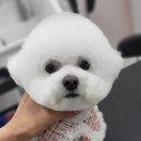 리치펫살롱 이미지