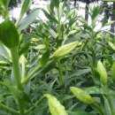 노을과포도향기 이미지