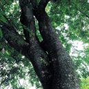 양지리 마을회관 이미지