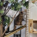 고양이호텔 외갓집 이미지