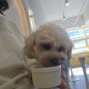 멍쉬멜로 이미지