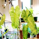 파라이소 이미지