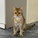 캣카페 낭만고양이 | 둔산동가족데이트 , 대전고양이카페 캣카페 낭만고양이 / 둔산동 아기랑 갈만한 곳