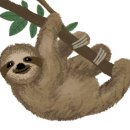 나무늘보 이미지