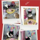 더 예쁘개 이미지