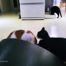 코지그루밍 이미지