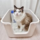 다이소대신 | 여름철 고양이모래 추천, 탐사 다이소 대신 내꼬냥 두부모래 후기