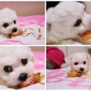 상어네 간식 이미지