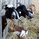 손해평가사 1차 - 상법 보험편 이미지