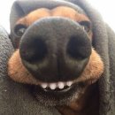 하단에이스치과의원 | [레브치과] 내돈내산 신사역 치아미백 후기