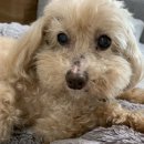 초롱슈퍼 이미지