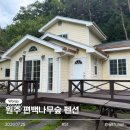 작은나무숲 | [내돈내산] 원주 편백나무숲펜션 후기 ㅣ 수영장 바비큐 독채 펜션