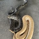 메디메이드 이미지