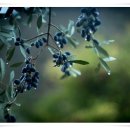 올리브나무 이미지