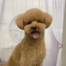 그루밍토리 이미지