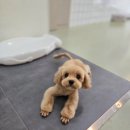 하이도그 이미지