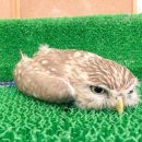 뽑고뽑고게임장 이미지