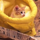 날으는고양이 이미지