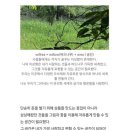 윌리아willrea