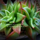 다육꽃세상 이미지