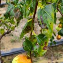 삼형제농장2 이미지