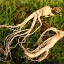 산삼한의원 이미지