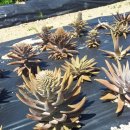 뚝심농장 이미지