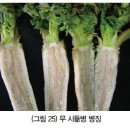 무 - 병해(질병) 시듦병(Fusarium wilt) 이미지