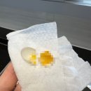 커먼머스크