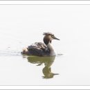 데칼코마니 이미지