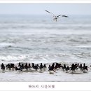 도요새