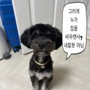 시루하