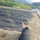 신형농장 네이버블로그