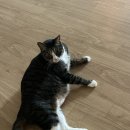 유니온동물병원 이미지