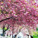 당진1지구 이팝나무 | 경상도 겹벚꽃 개화시기 맞춰 떠나는 분홍빛 나들이 장소 베스트 10 및 주말 데이트 코스 주차 꿀팁...