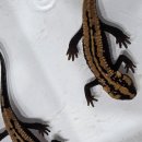 거포 | 액키 모니터, 오네이트 테라핀, 라오스 뉴트 친구들이 거포급 입고되었습니다!