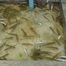 홍천 민물고기 20분만에 잡은 물고기들 입니다 매자와 피라미 (튀김용과 매운탕으로는 최고 ) 이미지