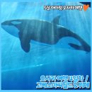 주원뽑기 | 5살아이랑 오사카여행4일차, 고베스마씨월드 &amp; 뷔페 예약 및 이용 후기