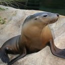 시드니/올림픽경기장-Stadium Australia (Olympic Stadium)/아쿠아리움(Sydney Aquarium) 이미지