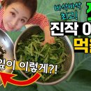 깻잎 절대 쌈으로만 드시지 마세요 썰기만 해도 식감이 바삭바삭, 맛있는 깻잎요리가 됩니다 밥도둑 깻잎반찬 대공개 이미지